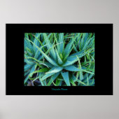 Aloe Vera Poster (Vorne)
