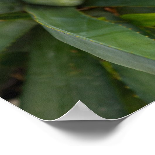 Aloe Vera Poster (Ecke)