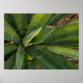 Aloe Vera Poster (Vorne)