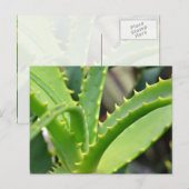 Aloe Vera Postkarte (Vorne/Hinten)