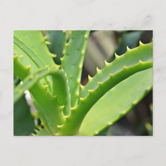 Aloe Vera Postkarte (Vorderseite)