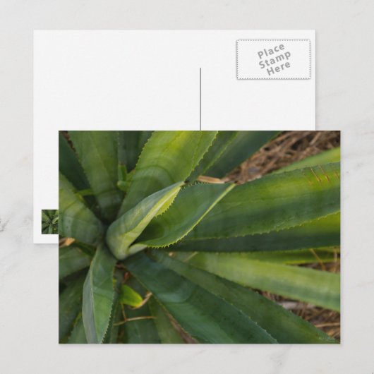 Aloe Vera Postkarte (Vorne/Hinten)