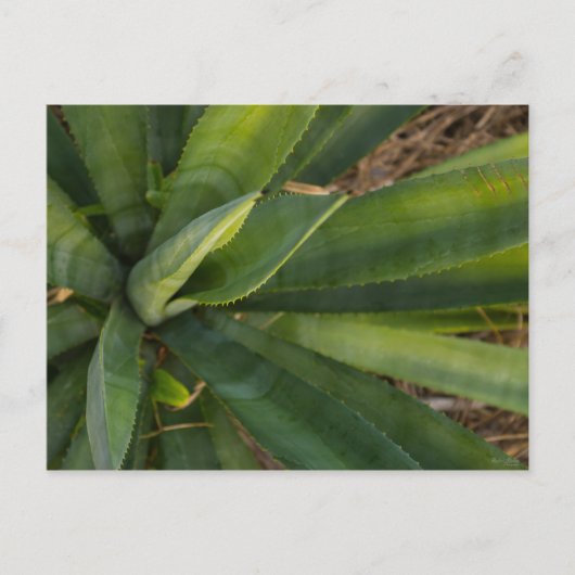 Aloe Vera Postkarte (Vorderseite)