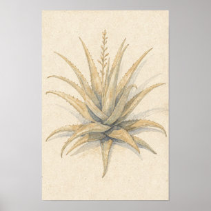 Aloe Vera Rosette Botanischer Poster auf Elfenbein