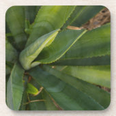 Aloe Vera Untersetzer (Vorderseite)