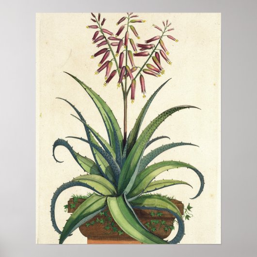 Aloe Vera Vulgaris, von "Phytographia Curiosa", p. Poster (Vorne)