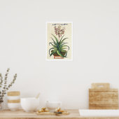 Aloe Vera Vulgaris, von "Phytographia Curiosa", p. Poster (Küche)