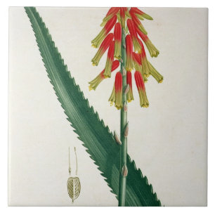 Aloe von "Phytographie Medicale" durch Joseph Fliese