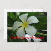 Aloha aus Hawaii Postkarte (Vorne/Hinten)
