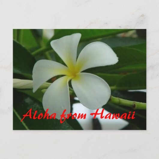 Aloha aus Hawaii Postkarte (Vorderseite)
