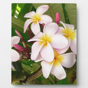Aloha blüht hawaiischer Frangipani Plumerias Fotoplatte