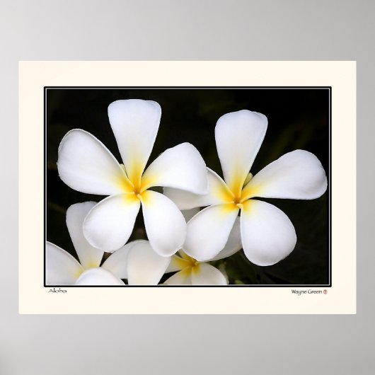 Aloha - Frangipani Blossoms - Hawaii Poster (Vorne)