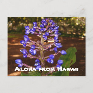 Aloha from Hawaii Postkarte