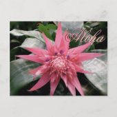 Aloha Greetings Tropical Bromeliad Postkarte (Vorderseite)