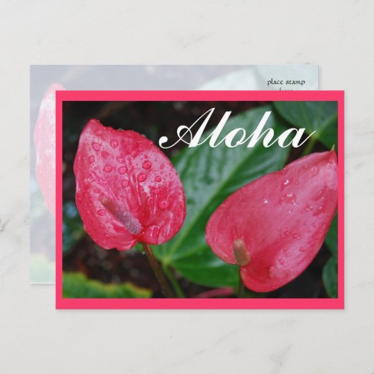 Aloha Hawaii Anthurium Postkarte (Vorne/Hinten)