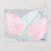 Aloha Hawaii Anthurium Postkarte (Rückseite)