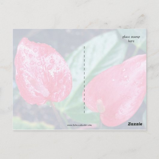 Aloha Hawaii Anthurium Postkarte (Rückseite)