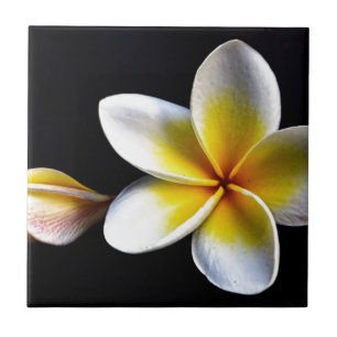 Aloha Hawaiian Frangipani Blossoms Plumerias Fliese