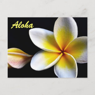 Aloha Hawaiian Frangipani Blossoms Plumerias Postkarte