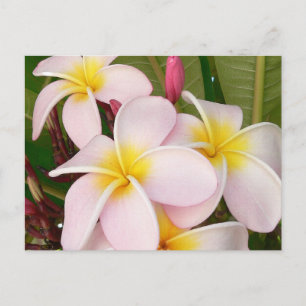 Aloha Hawaiian Frangipani Blossoms Plumerias Postkarte