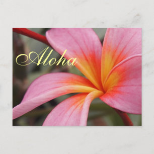 Aloha Hawaiian Frangipani Blüten Plumerien Postkarte