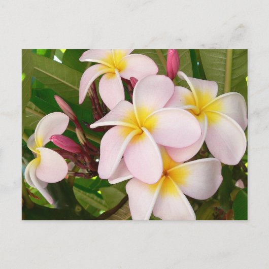 Aloha Hawaiian Frangipani Luau Vielen Dank Karten (Vorderseite)