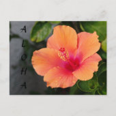 ALOHA Hibiskus Postkarte (Vorderseite)