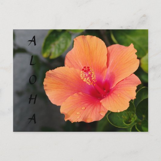 ALOHA Hibiskus Postkarte (Vorderseite)