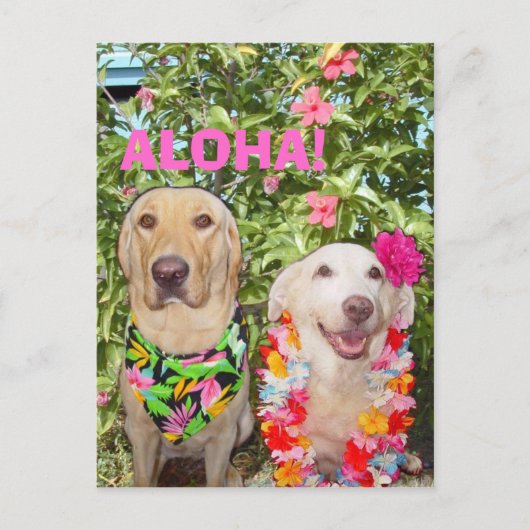 ALOHA! POSTKARTE (Vorderseite)
