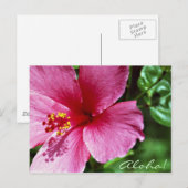 Aloha! Rosa Hibiskus Postkarte (Vorne/Hinten)