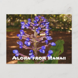 Aloha von Hawaii Postkarte