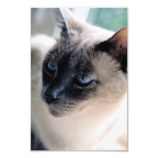 Aloof Siamese Cat Foto Print (Vorne)
