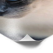 Aloof Siamese Cat Foto Print (Ecke)