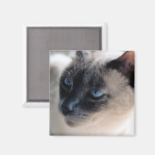 Aloof Siamese Cat Magnet (Vorderseite/Rückseite)
