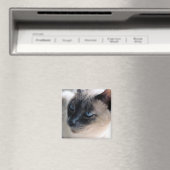 Aloof Siamese Cat Magnet (In Situ (Geschirrspüler))