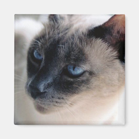 Aloof Siamese Cat Magnet (Vorne)