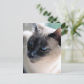 Aloof Siamese Cat Postcard Postkarte (Stehend Vorderseite)