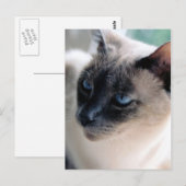Aloof Siamese Cat Postcard Postkarte (Vorne/Hinten)