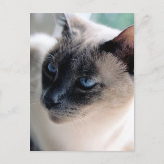 Aloof Siamese Cat Postcard Postkarte (Vorderseite)