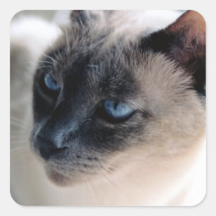 Aloof Siamese Cat Square Sticker