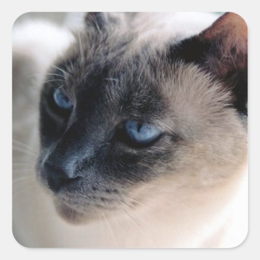 Aloof Siamese Cat Square Sticker (Vorderseite)