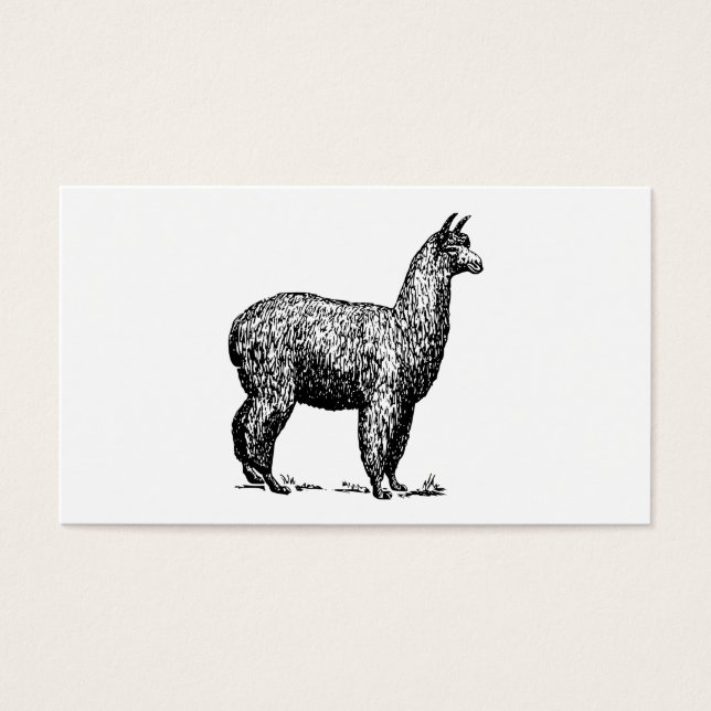 Alpaca (Vorderseite)