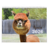 Alpaca 2025 - Kalender (Titelbild)