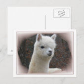 Alpaca Analisierung Postkarte (Vorne/Hinten)