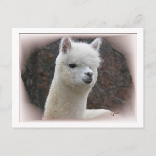 Alpaca Analisierung Postkarte (Vorderseite)