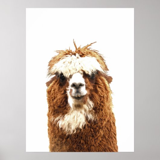 Alpaca Animal Portrait Poster (Vorne)