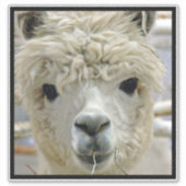 Alpaca Aufkleber (Vorderseite)