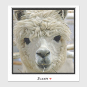 Alpaca Aufkleber