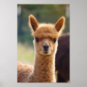 Alpaca Baby Poster (Vorne)
