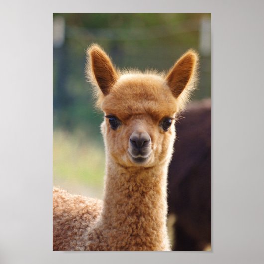 Alpaca Baby Poster (Vorne)
